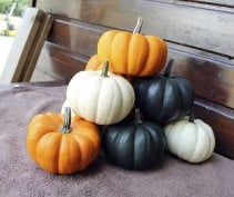 [A-019469-9] Favorita Mix F1 PMT kleine eetpompoentjes 1000 zaden