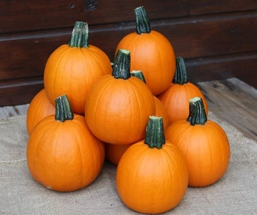 [A-025252-4] Annabelle F1 PMT kleine halloweenpompoen 250 zaden