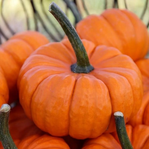 [A-025274-3] Munchkin F1 oranje geplooid pompoentje 50 zaden