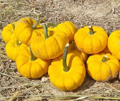 [A-027310-4] Yellow Jacket F1 PMT pompoen Kleine geplooide 250 zaden