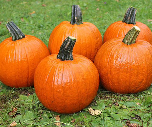 [A-019476-3] Hal. Buzz F1 PMT Goede kleinere halloweenpompoen 1000 zaden