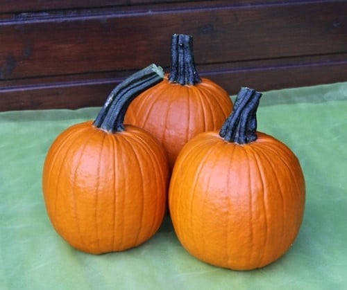 [A-022907-4] Hal. Rascal F1 PMT Robuuste schil = beter houdbaar 250 zaden