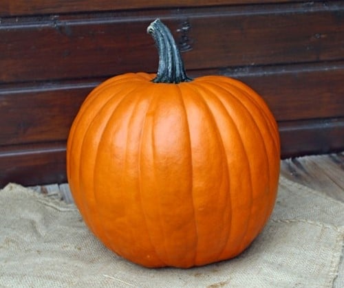 [A-025255-4] The Boss F1 PMT Halloween Pompoen 250 zaden