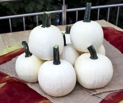 [A-027288-2] Avalanche F1 PMT witte halloweenpompoen 8 zaden