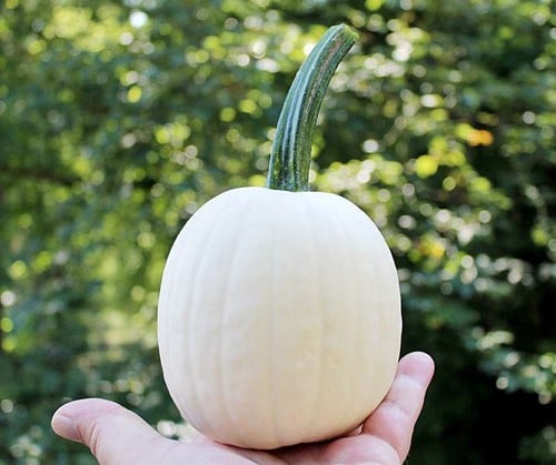 [A-027306-4] Snow drop F1 PMT 250-400 gr Witte kleine pompoen 250 zaden