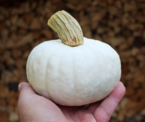 [A-027308-3] White Lamp F1 Witte kleine pompoen 700-1000gr 50 zaden