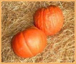 [A-000396] Big Max pompoen 250 zaden