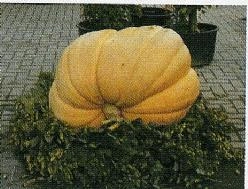 [A-017874] Atlantic Gigant Dill's reuzepompoen basiseenheid