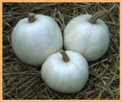 [A-000415] Casper pompoen 250 zaden