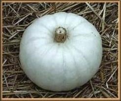 [A-000429] Valenciano pompoen 50 zaden