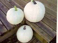 [A-001345] Cotton Candy pompoen 1000 zaden