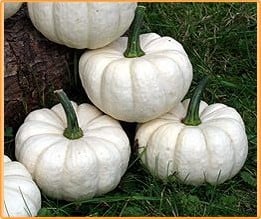 [A-009843] Number Two F1 pompoen 1000 zaden