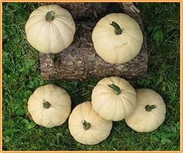 [A-009848] Buffy F1 pompoen 50 zaden