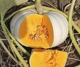 [A-013288] Eden White F1 pompoen 1000 zaden