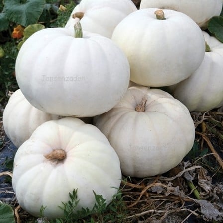 [A-013560] Stella Luna F1 zware witte pompoen zaden