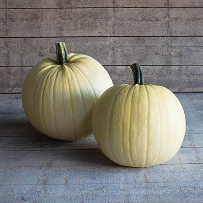 [A-017355] Mellow Yellow F1 pompoen zaden