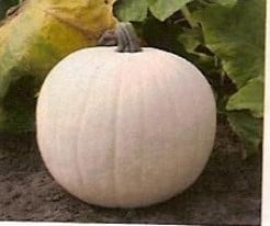 [A-018048] Snowman Witte pompoen basiseenheid zaden