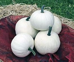 [A-027483-3] Snowball F1 Witte pompoen 50 zaden