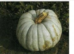 [A-017888] Jarrahdale Large Pompoen basiseenheid zaden