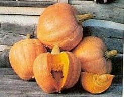 [A-000475] Amish Pie pompoen 50 zaden