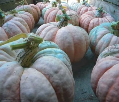 [A-008285] Rascal F1 Roze eetpompoen zaden