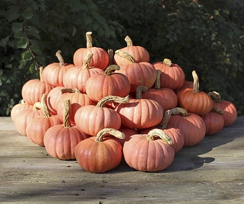 [A-016825] Miss Sophie Pink kleine pompoen 250 zaden