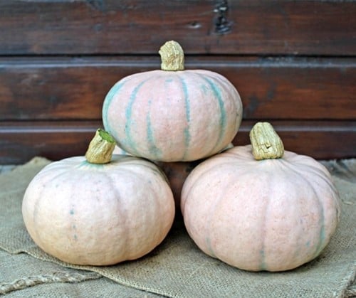 [A-025258-5] Winter Blush F1 Roze eetpompoen 1000 zaden