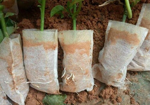 [A-017266] Biologischafbreekbare opkweekzakjes 8*10cm Pak100 Biologisch afbreekbaar