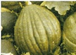 [A-000482] Du perou pompoen zaden
