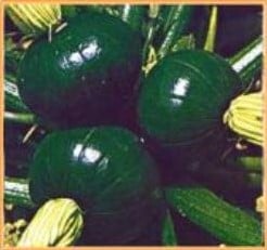 [A-001682] Tronco Redondo Verde Pompoen 50 zaden