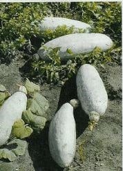 [A-000923] Guatemalan blue banana pompoen 50 zaden