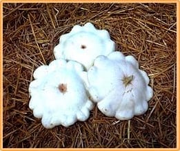 [A-000544] Custard White pompoen 250 zaden