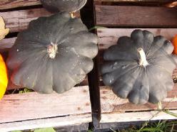 [A-000572] Starship F1 pompoen 50 zaden