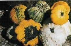 [A-000592] Patisson wratmix pompoen 50 zaden