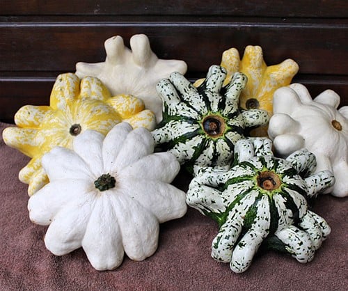 [A-019484-6] Lunar F1 Mix Patisson Pompoen 50 zaden