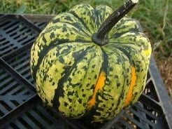 [A-000601] Carnival F1 pompoen 50 zaden