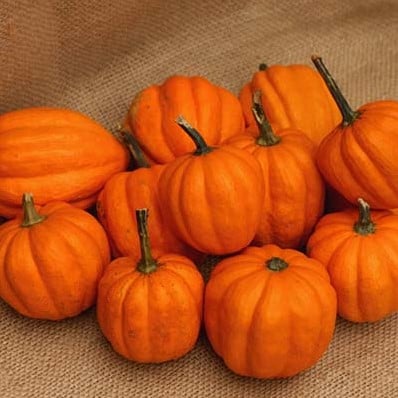 [A-001929] Gill's Golden Pippin pompoenzaden