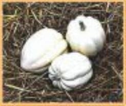 [A-002113] White Swan Acorn pompoen 250 zaden