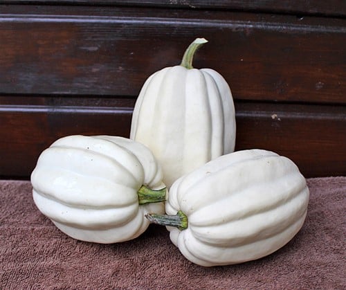 [A-019483-5] Mashed Potato F1 Acorn 250 zaden