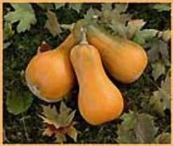 [A-001942] Sonca Butternut Orange pompoen 50 zaden