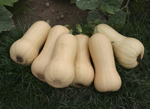 [A-010791] Quantum F1 Butternut pompoen