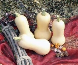 [A-014909] Butternut Pixy F1 flespompoen zaden
