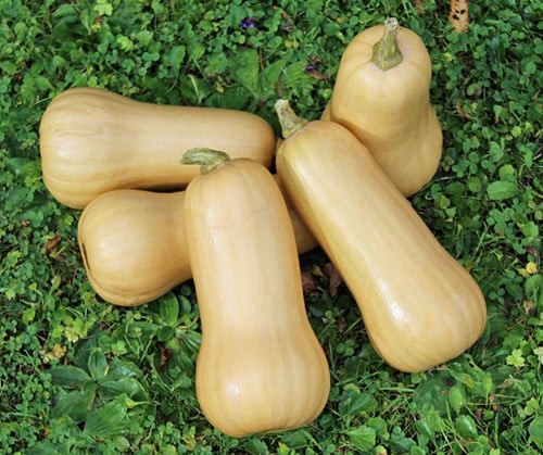 [A-019482-4] Butternut Early Nutter F1 flespompoen 1000 zaden