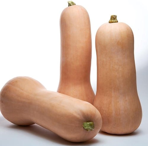 [A-025272-3] Titan F1 Butternut Pompoen 50 zaden