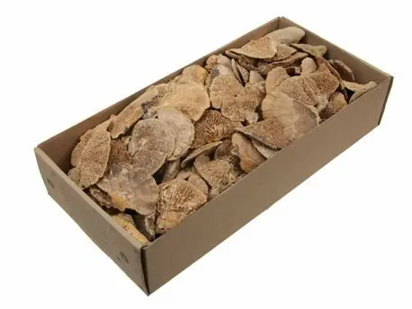 [A-027718] Elfenbankje mini Sponge Mushroom naturel 460 gram