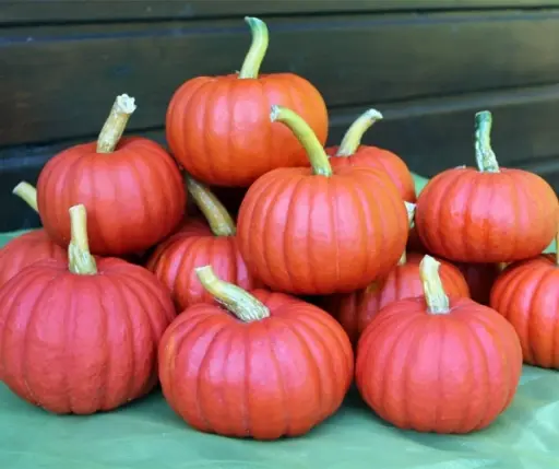 [A-027919] Miss Sophie Red kleine eetpompoen 50 zaden  