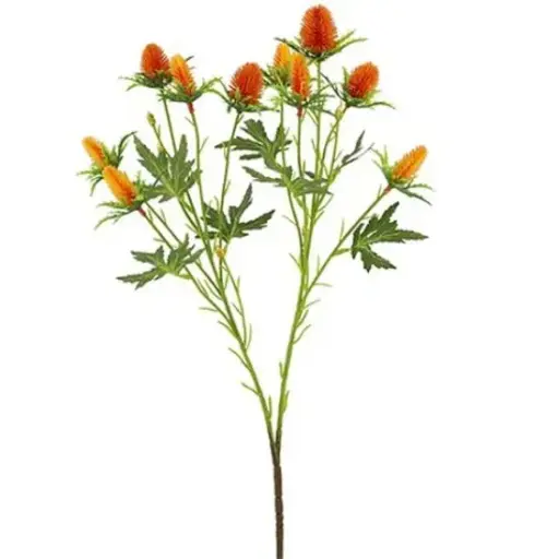 [A-028058] Eryngium Distel Oranje Zijdenbloem 68 cm per stuk