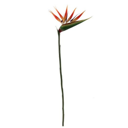 [A-028040] Strelitia Paradijsvogelbloem Oranje Zijdenbloem 90 cm per stuk