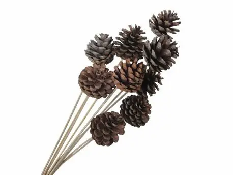 [A-028226] Dennenappels op stick bijsteker Naturel 50 cm 10 stuks 